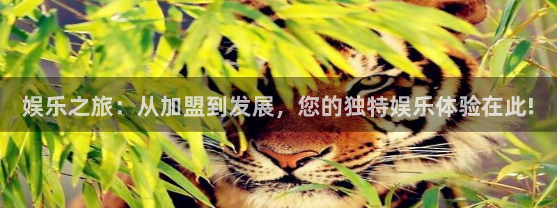 NG大舞台：娱乐之旅：从加盟到发展，您的独特娱乐体验在此!